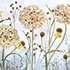 Alliums and Heleniums
